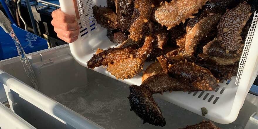 sea-cucumber-wild-caught sea-cucumber-wild-caught